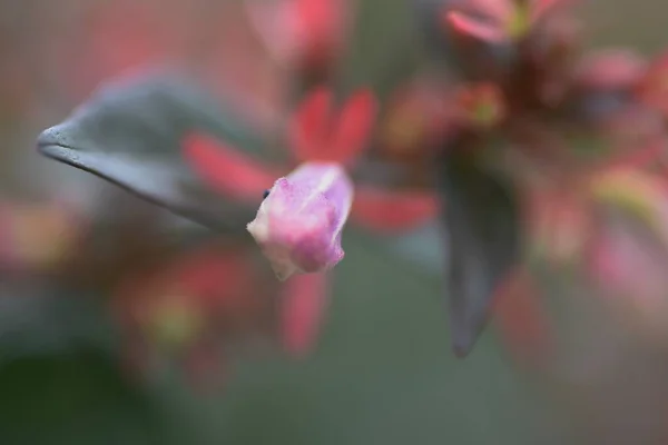 Glossy Abelia Buds Flowering Caprifoliaceae Evergreen Shrub — Stock Photo, Image