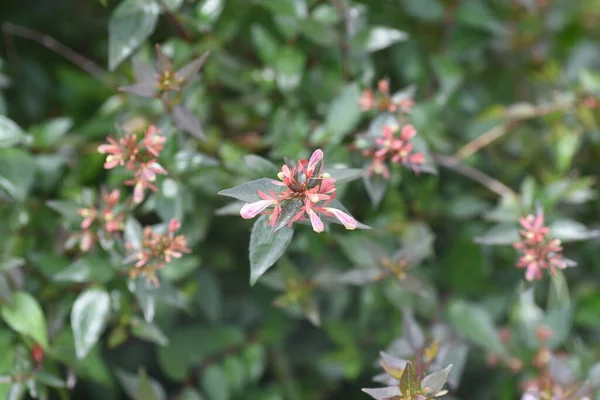 꽃봉오리와 꽃봉오리입니다 Caprifoliaceae Evergreen Shrub — 스톡 사진