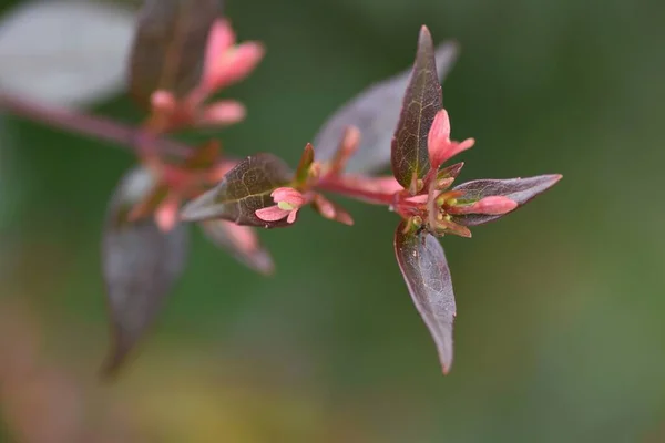 Błyszczące Pąki Abelii Kwitnienie Krzew Zimozielony Caprifoliaceae — Zdjęcie stockowe
