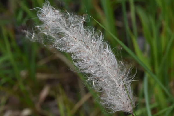 Cogongrasflaum Poaceae Unkraut — Stockfoto
