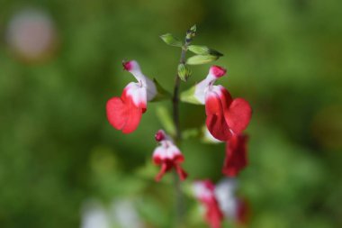  Sıcak dudaklar adaçayı (Salvia microphylla). Lamiaceae daimi bitkisi.