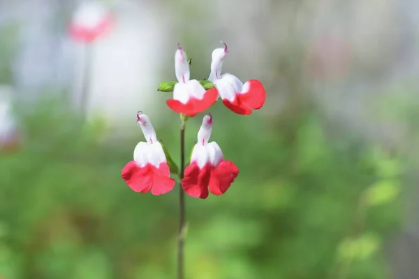 Hot Lips Sage Salvia Microphylla Lamiaceae Perennial Plant — Stock Photo, Image