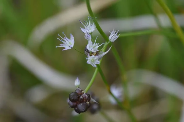 Flores Rocambole Selvagens Amaryllidaceae Grama Perene Plantas Comestíveis Medicinais — Fotografia de Stock