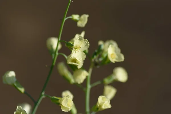 Flores Brócolis Brassicaceae Vegetais Verdes Amarelos — Fotografia de Stock
