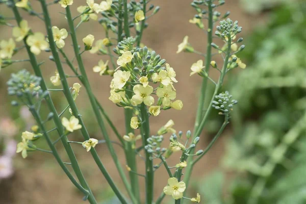 Bunga Brokoli Brassicaceae Hijau Dan Kuning Sayuran — Stok Foto