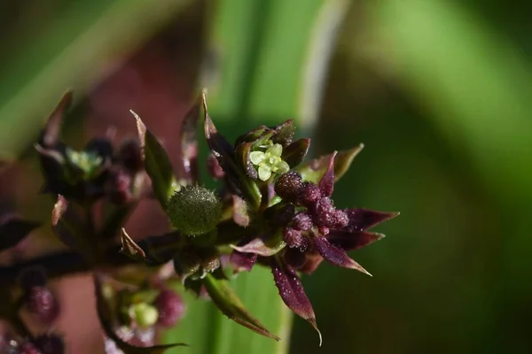 Catchweed Virág Gyümölcsök Rubiaceae Téli Éves — Stock Fotó