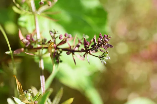 Catchweed Virág Gyümölcsök Rubiaceae Téli Éves — Stock Fotó