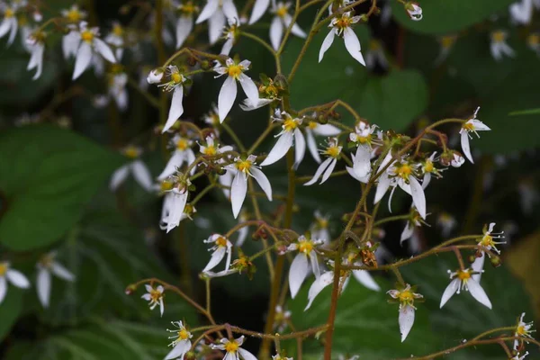 Strawberry Geranium Flowers Saxifrage Stolonifera Saxifragaceae Edible Medicinal Plant — Stock Photo, Image