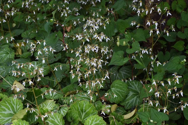 Strawberry Geranium Flowers Saxifrage Stolonifera Saxifragaceae Edible Medicinal Plant — Stock Photo, Image