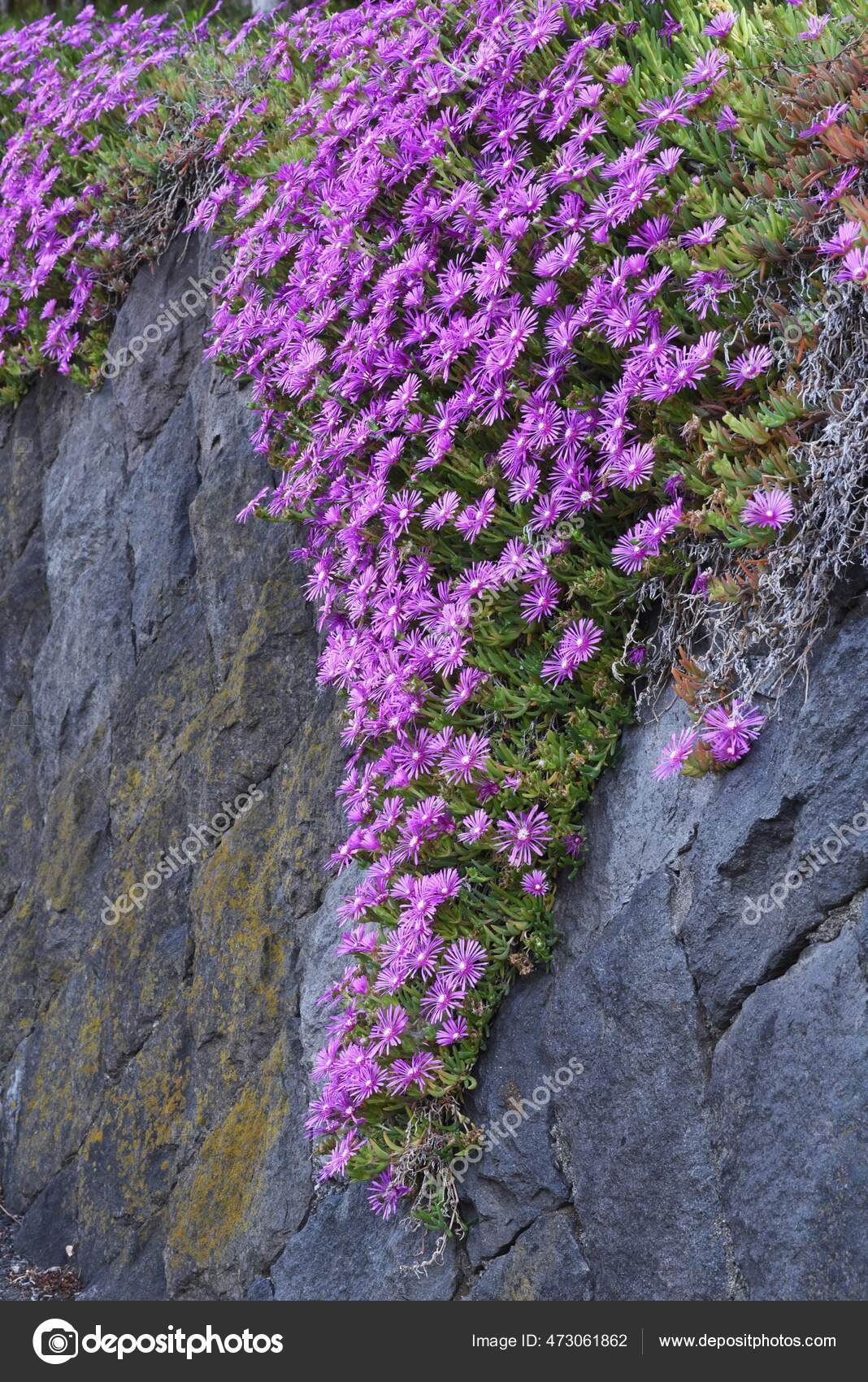 Trailing Ice Plant Flowers Aizoaceae Perennial Succulent Plants Stock Photo By C Yk1500 473061862