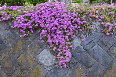 Buz bitkisi çiçekleri. Aizoaceae daimi sulu bitkiler.