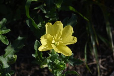 Kesme yaprak çuha çiçekleri. Onagraceae daimi bitkisi.
