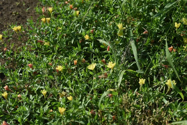 Листя Квітів Первоцвітів Багаторічна Рослина Onagraceae — стокове фото