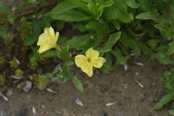 Blomkålskvällar Onagraceae Perenn Växt — Stockfoto
