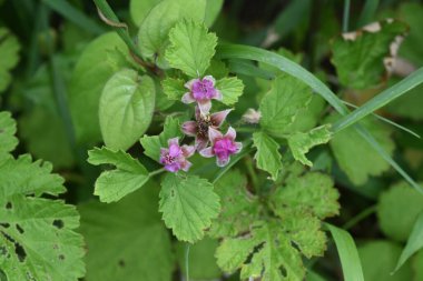 Yerli ahududu çiçeği. Rosaceae yapraklı çalı.