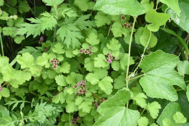 Yerli ahududu çiçeği. Rosaceae yapraklı çalı.