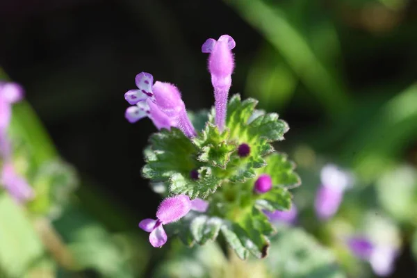 Hennbit Virágok Lamiaceae Téli Éves — Stock Fotó