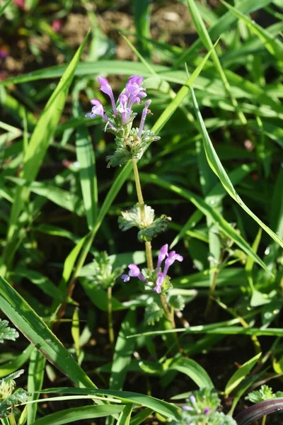 Henbit Kwiaty Lamiaceae Zima Roczny Chwast — Zdjęcie stockowe