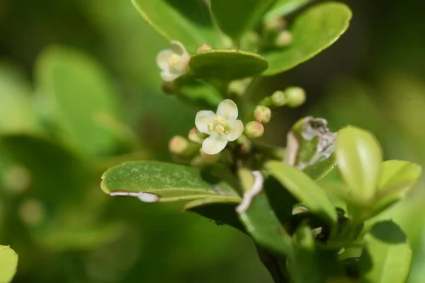 Fiori Agrifoglio Giapponesi Aquifoliaceae Arbusto Sempreverde — Foto Stock