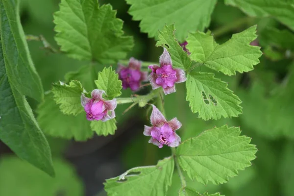 Domorodé Malinové Květiny Rosaceae Listnatý Keř — Stock fotografie