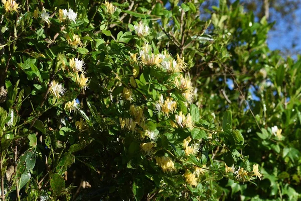 日本のスイカズラの花 葉腋常緑蔓性ツリー — ストック写真