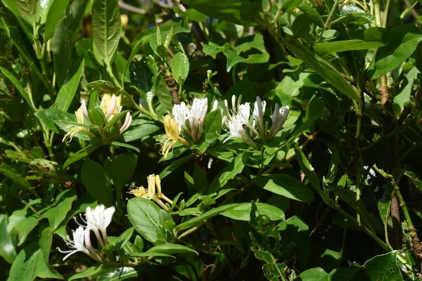 Japońskie Kwiaty Wiciokrzewu Caprifoliaceae Wiecznie Zielone Drzewo Winorośli — Zdjęcie stockowe