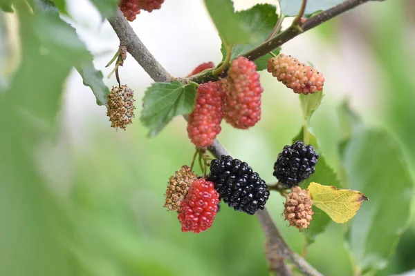 Blackberry Rosaceae Laub Harf Weinstock Pflanze — Stockfoto