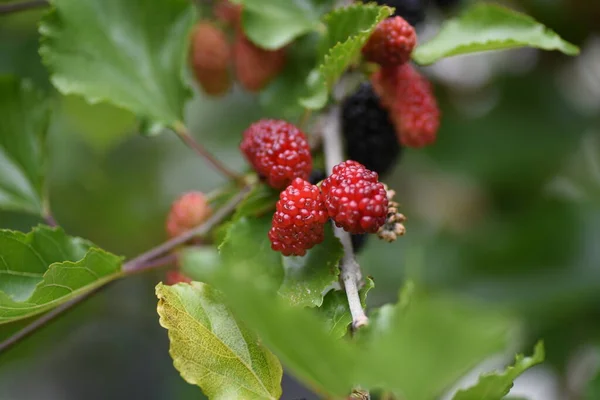 Blackberry Rosaceae Caducifolio Harf Planta Vid — Foto de Stock