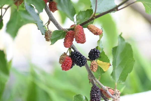 Jeżyna Rosaceae Liściaste Krzewy Winorośli — Zdjęcie stockowe