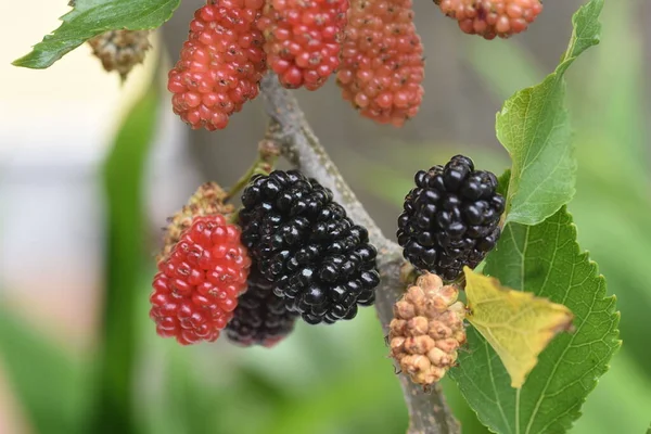 Blackberry Rosaceae Caducifolio Harf Planta Vid — Foto de Stock