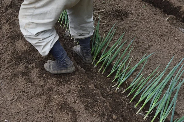 Plantio Mudas Cebola Verde Alho Porro Branco Cena Trabalho Agrícola — Fotografia de Stock