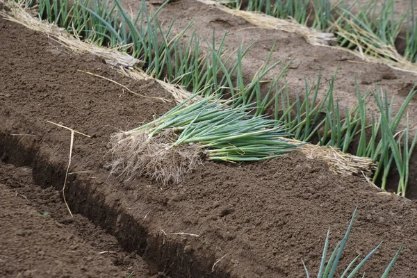 Plantation Semis Oignon Vert Poireau Blanc Lieu Travail Agricole — Photo