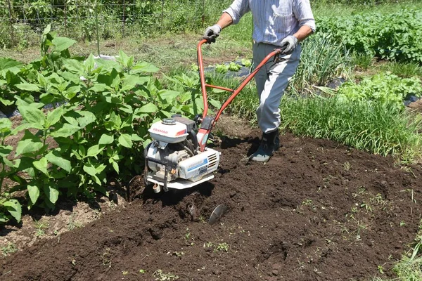 A scene of soil preparation in a kitchen garden with a walking cultivator.