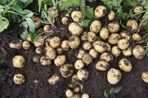 Mutfak bahçe işleri. Patates hasadı.