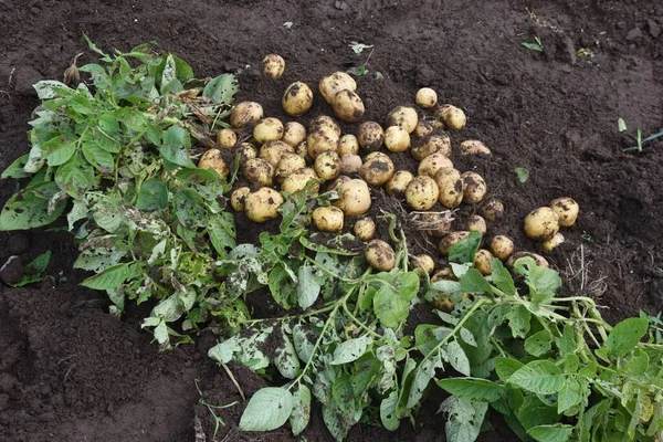 Kitchen garden work. Potato harvest.