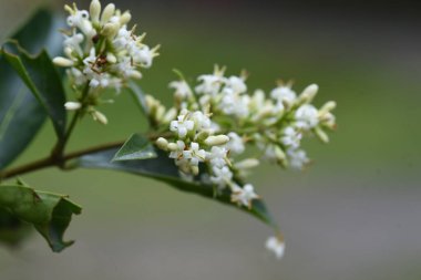 Japon özel çiçekleri var. Oleaceae her zaman yeşil ağaç.