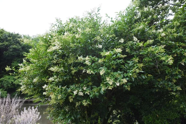 Cornet Japonais Fleurit Oleaceae Arbre Feuilles Persistantes — Photo