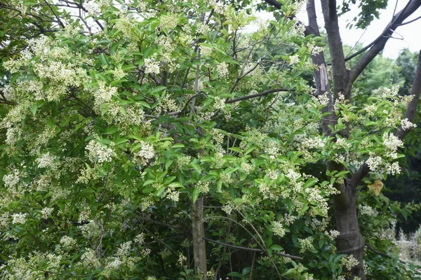 Japońskie Kwitnące Kwiaty Oleaceae Wiecznie Zielone Drzewo — Zdjęcie stockowe