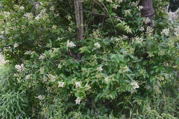 Flores Privet Japonesas Oleaceae Árvore Perene — Fotografia de Stock