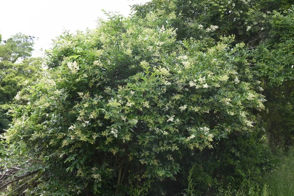 Japanische Ligusterblüten Oleaceae Immergrüner Baum — Stockfoto