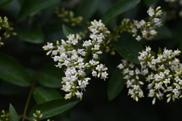 Japanska Prydnadsblommor Oleaceae Evergreen Tree — Stockfoto