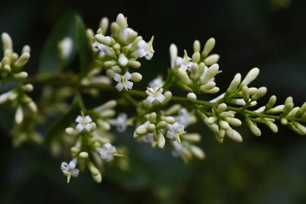 Flores Privet Japonesas Oleaceae Árvore Perene — Fotografia de Stock