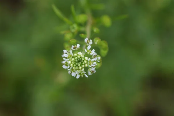 Virginia Peppargräs Brassicaceae Tvåårigt Ogräs — Stockfoto