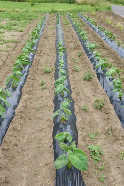 Cultivo Taro Japonês Produtos Hortícolas Araceae — Fotografia de Stock