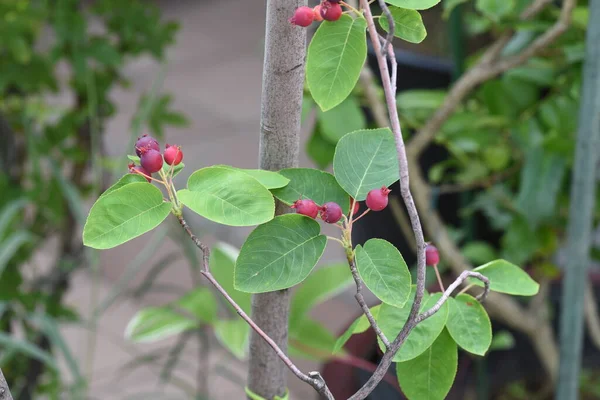 Juneberry Amelanchier Canadensis Rosaceae Árvore Frutífera Caduca — Fotografia de Stock