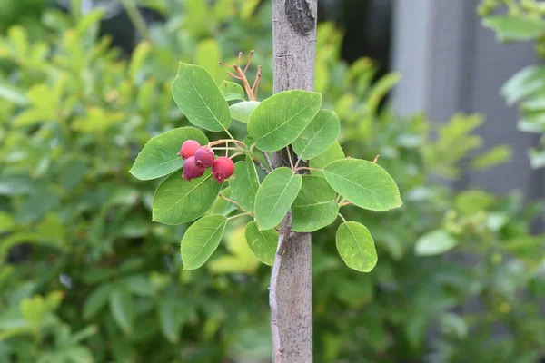 Juneberry Amelanchier Canadensis Rosáceas Árbol Frutal Caducifolio —  Fotos de Stock