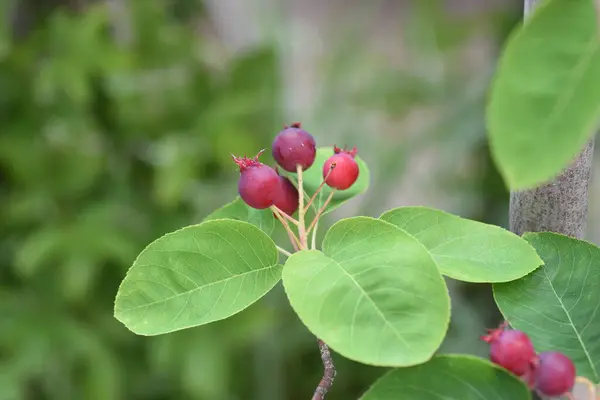 Juneberry Amelanchier Canadensis Rosaceae Árvore Frutífera Caduca — Fotografia de Stock