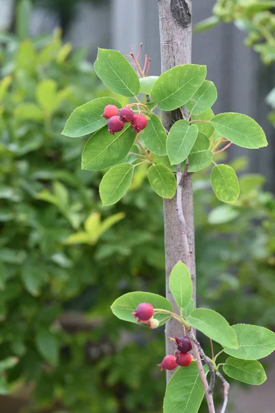 Baies Juin Amelanchier Canadensis Rosacées Arbres Fruitiers Feuilles Caduques — Photo