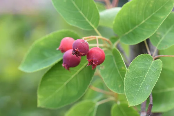 Juneberry Amelanchier Canadensis Rosaceae Listnatý Ovocný Strom — Stock fotografie