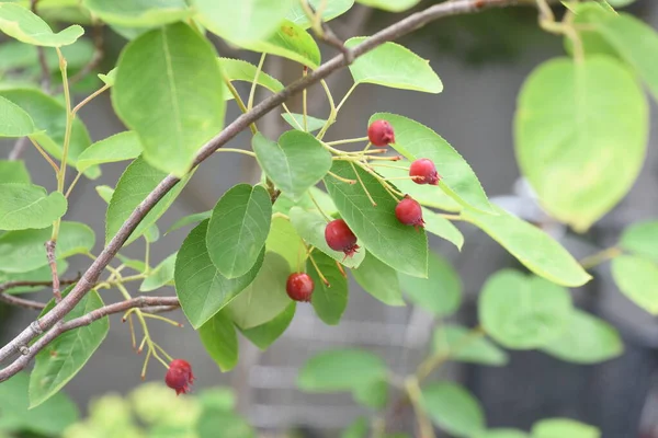 ユングベリー Amelanchier Canadensis 観葉植物落葉樹 — ストック写真